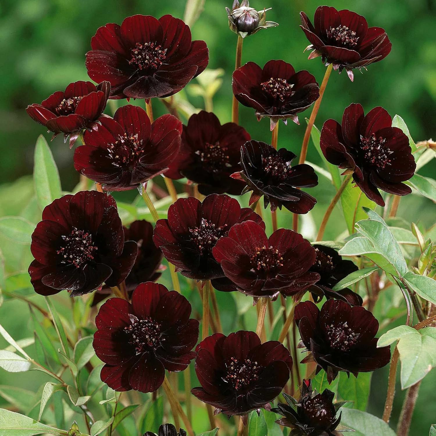 Chocolate Cosmos Seeds  Cosmos Atrosanguineus Perennial with Chocolate Fragrance, Butterfly Attracting Ornamental Flower for Gardens And Containers