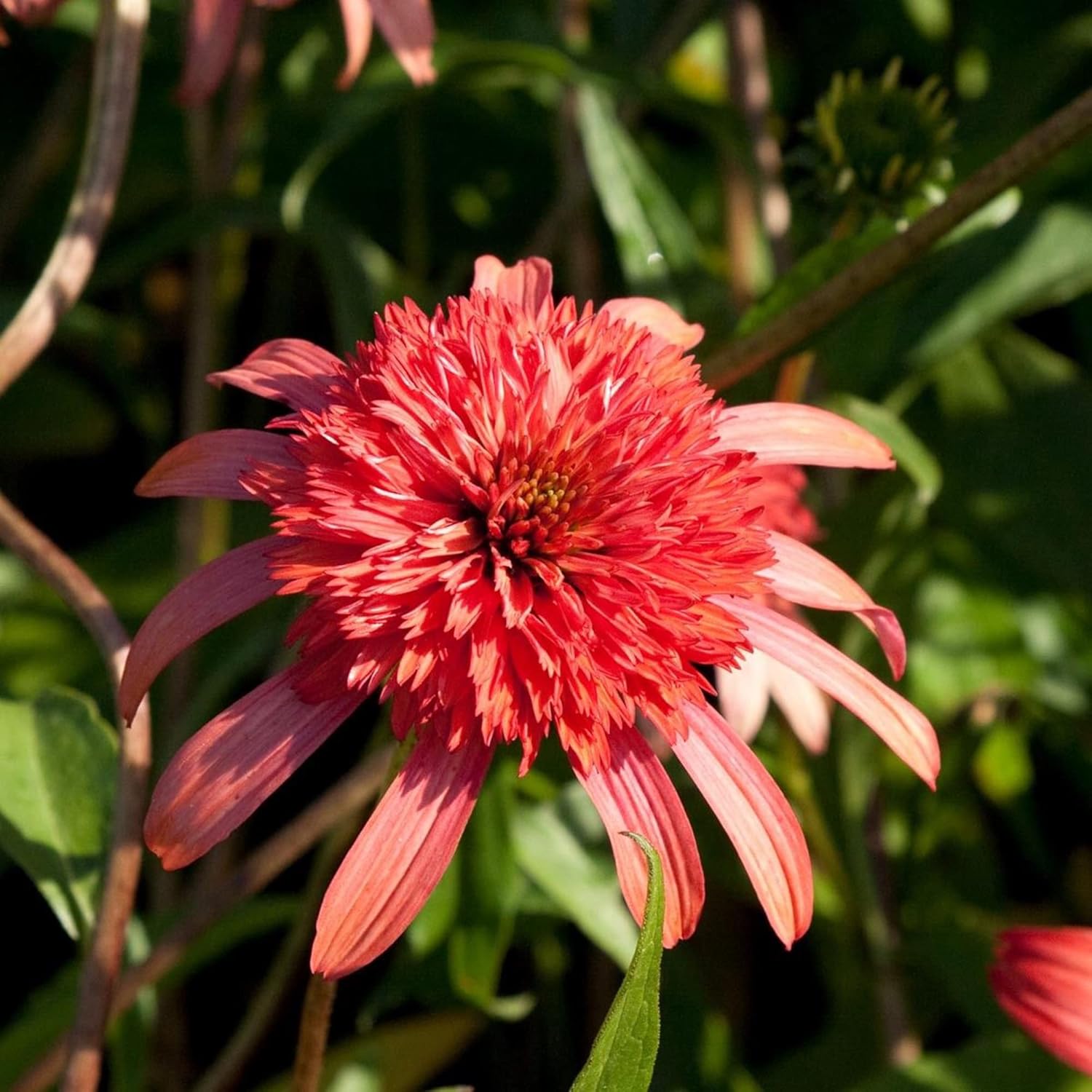 Echinacea 'Secret Passion' Seeds | Perennial Ornamental Flower Seeds | Fragrant Blooms to Attract Butterflies & Bees | Ideal for Garden Beds & Borders | Outdoor Planting | 5 Pcs