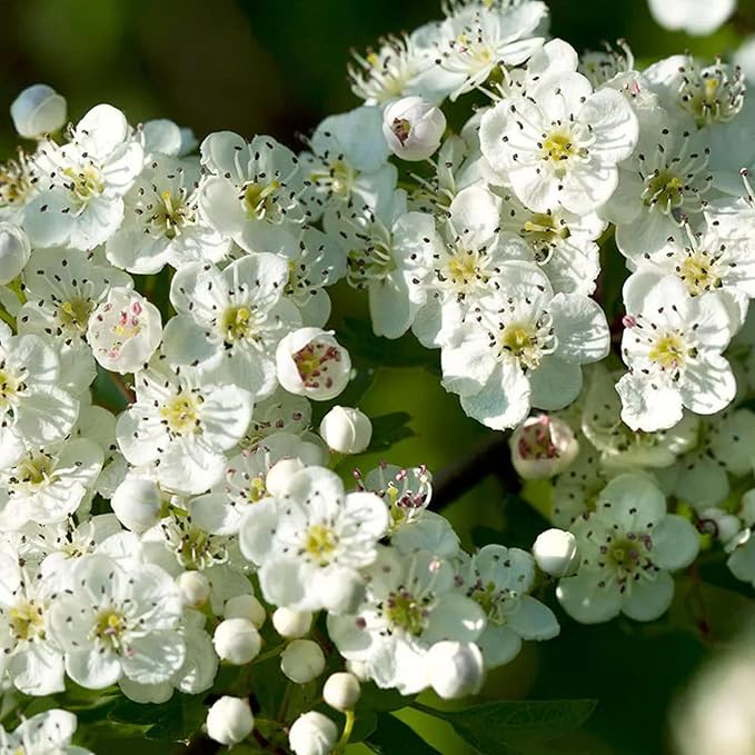 English Hawthorn Seeds - Common Hawthorn Deciduous Tree or Shrub, Ornamental & Edible Fruit for Garden