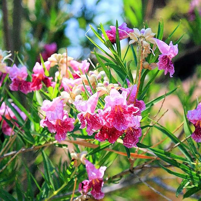 Graines d'arbustes de saule du désert (Chilopsis Linearis) - Sans OGM, résistants à la sécheresse, faciles à entretenir, à croissance rapide - 30 pièces