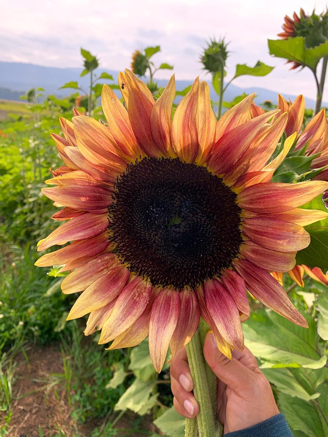 Ruby Passion Sonnenblumenkerne – Lebendige rote Blüten für die Gartenpflanzung