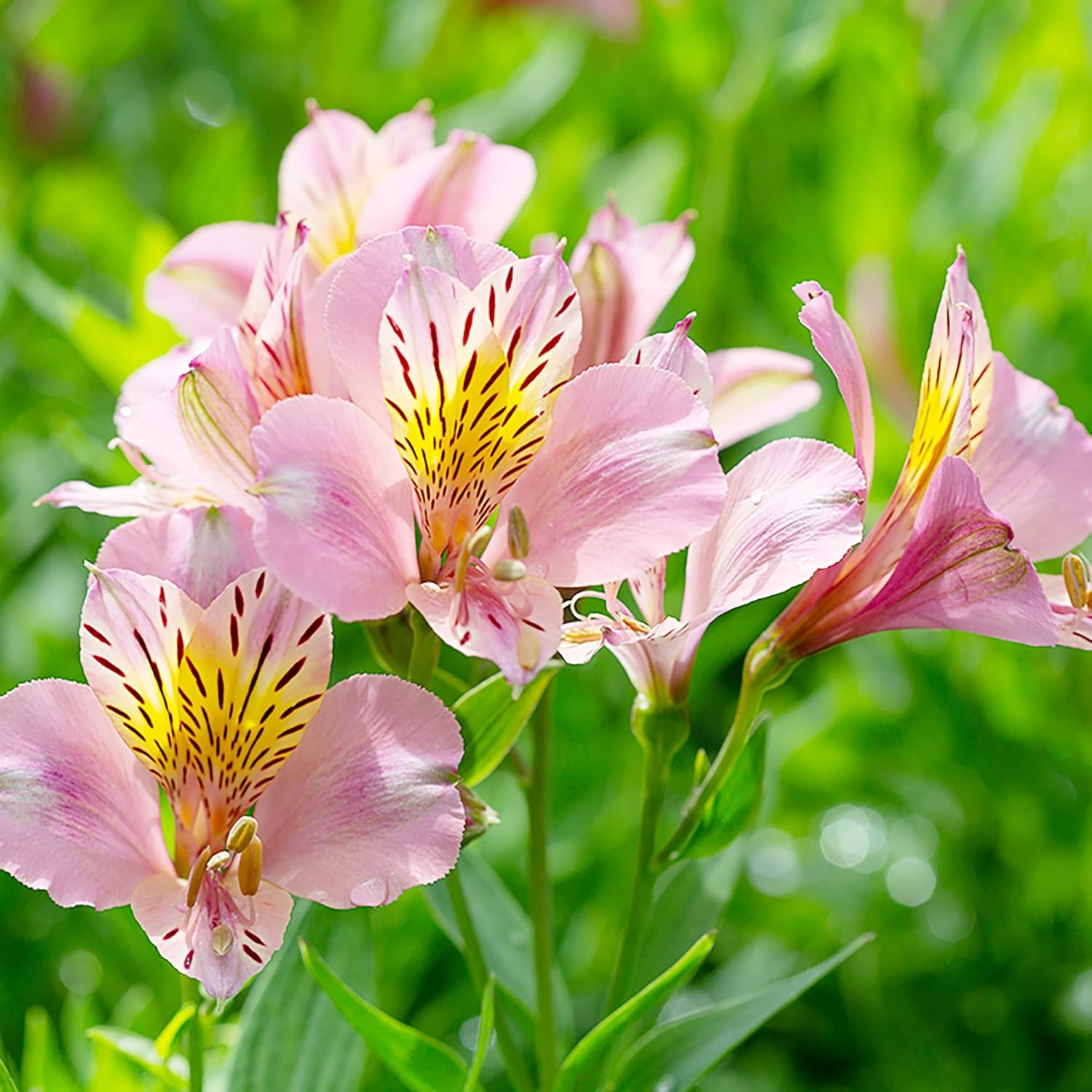 Graines d'Alstroemeria rose à planter - Lys péruvien vivace, parfait pour les fleurs coupées et les bordures de jardin