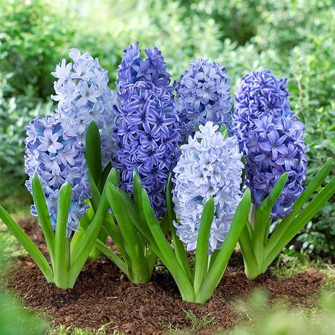 Hyacinth Seeds - Hyacinthus Orientalis, Perennial & Non-GMO, Low Maintenance with Exotic Eye Appeal - 100 Pcs