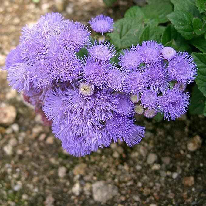 Blue Mistflower Seeds  Hardy Ageratum Conoclinium Coelestinum, Upright Perennial  Flower Seeds