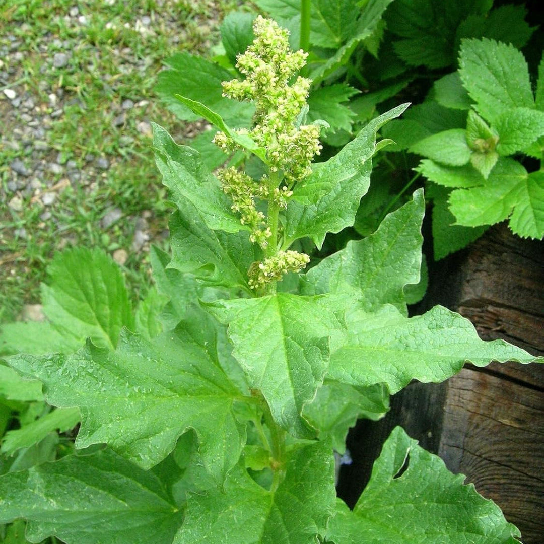 グッドキングヘンリー野菜の種（ブリタムボーナスヘンリカス） – 家宝の多年生食用野菜
