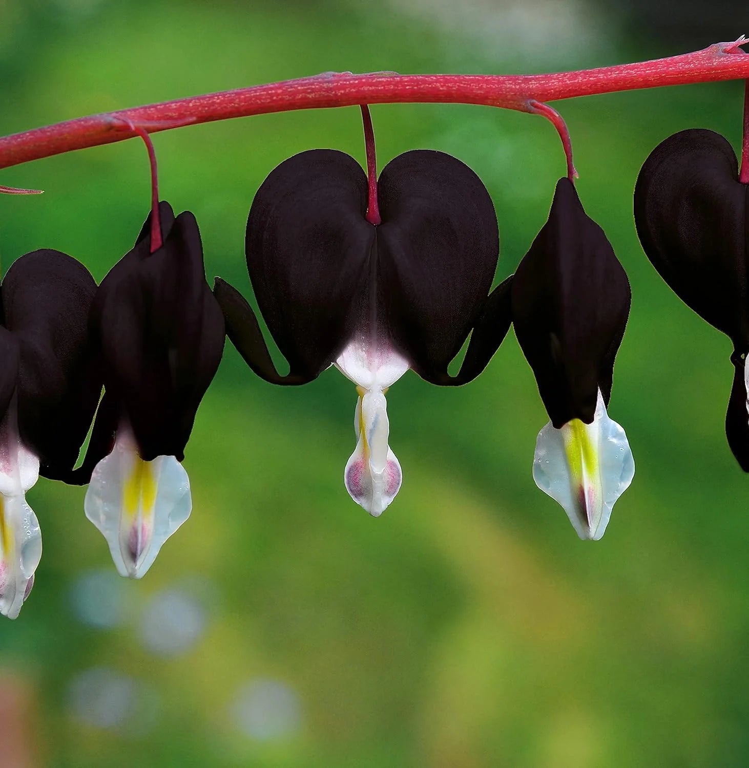 Black Bleeding Heart Seeds  Perennial Shade Flowering Seeds for Stunning Blooms