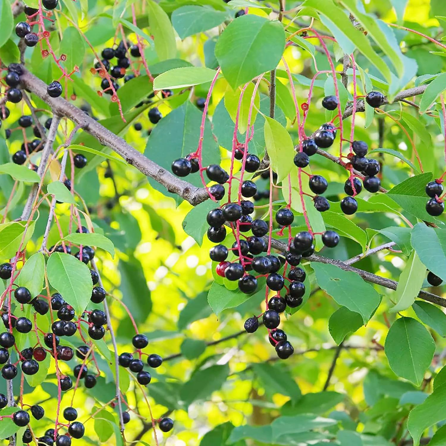 Schwarze Kirschsamen – mittelgroßer bis großer Laubbaum mit duftenden weißen Blüten, süßen, saftigen Früchten, ideal für Marmelade und kulinarische Zwecke – 30 Stück