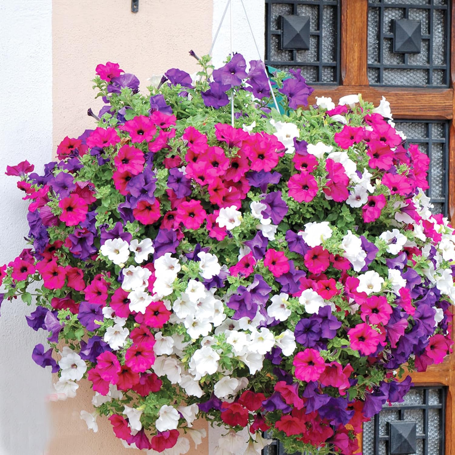 Dwarf Petunia Flower Seeds for Hanging Baskets, Containers & Ground Cover - Attracts Buterflies