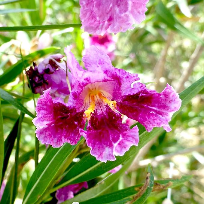 Graines d'arbustes de saule du désert (Chilopsis Linearis) - Sans OGM, résistants à la sécheresse, faciles à entretenir, à croissance rapide - 30 pièces