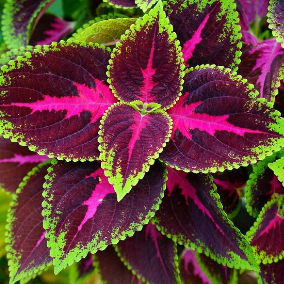 Black Dragon Coleus Samen – Wunderschöne, verzückende Blumensamen für Bonsai und Garten