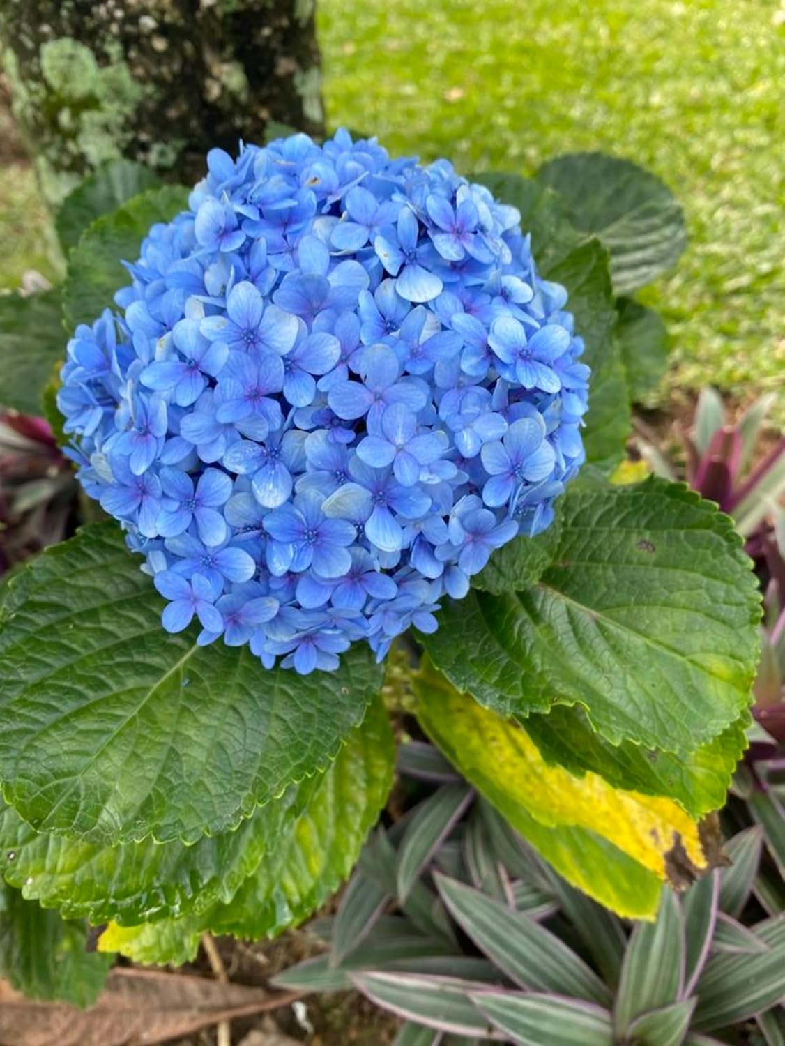 Semillas de Hortensia Azul – Flores Vibrantes para Jardines Elegantes