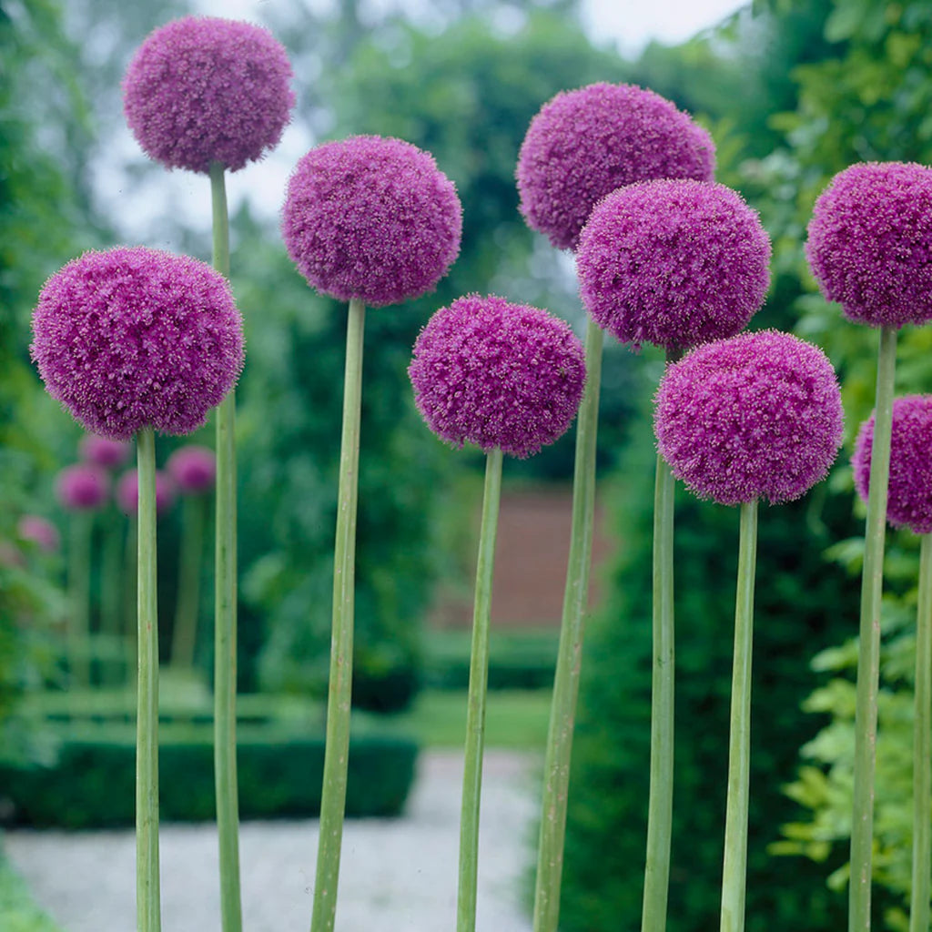 Giant Purple Allium Giganteum Seeds  Organic Ornamental Onion Perennial Flower - Non-GMO Beautiful Garden Plant Seeds