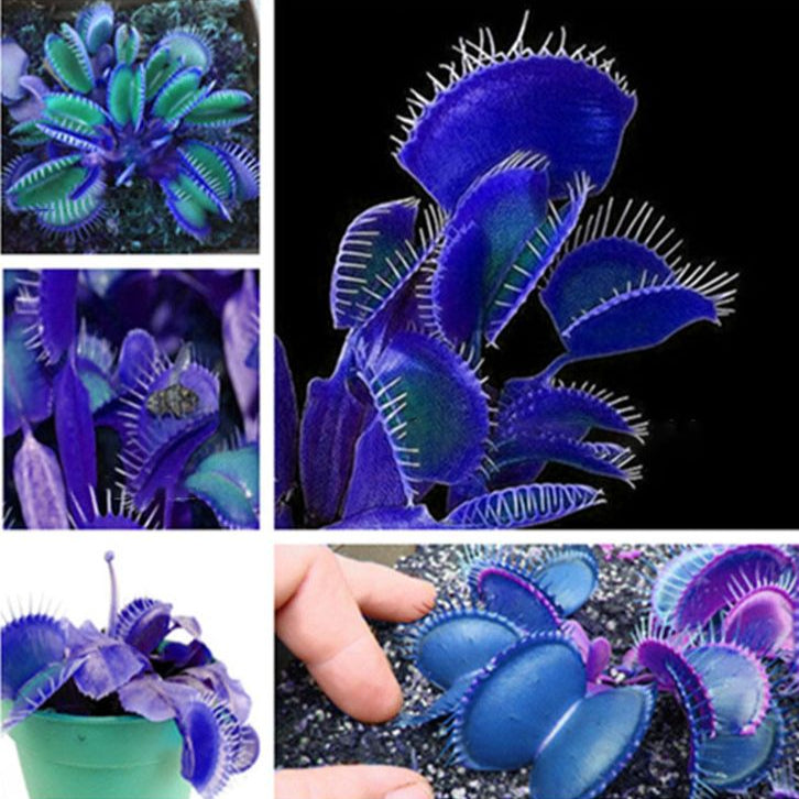 Blue Venus Flytrap Seeds  Dionaea Muscipula Heat Tolerant, GMO Free, Potted Outdoor Pond