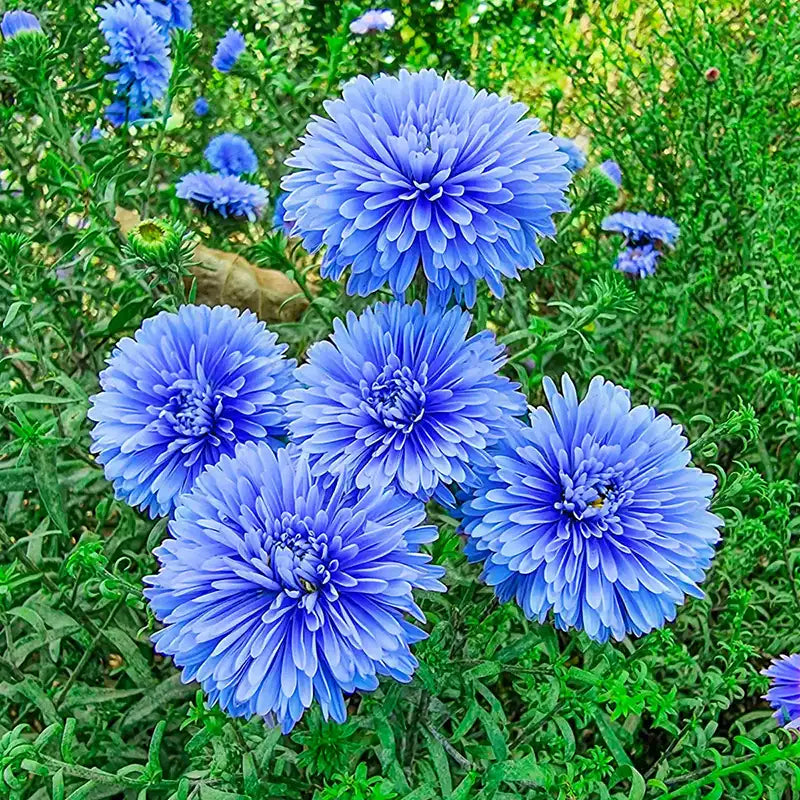 Blue & White Aster Flower Seeds , Striking Bi-Color Blooms, Non-GMO