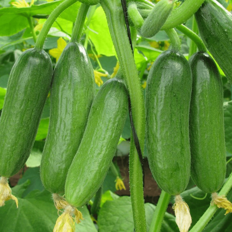 Green Finger Cucumber Seeds – High-Yield, Crisp & Sweet - Grow Your Own Cucumbers