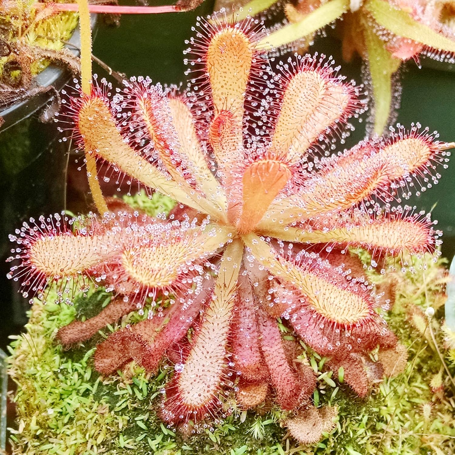 Sonnentausamen Drosera, fleischfressende Pflanzen, einzigartige Methode zum Einfangen von Insekten, dekorative Pflanzen für drinnen und draußen – 30 Stück