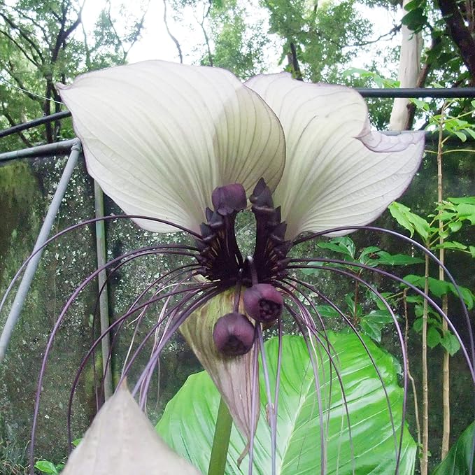 White Batflower Tacca Integrifolia Seeds Tropical Ornamental Indoor Plant, GMO-Free, 5 Pcs
