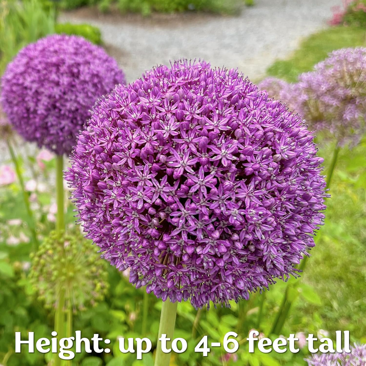 Giant Purple Allium Giganteum Seeds - Organic Ornamental Onion Perennial Flower, Non-GMO for Garden