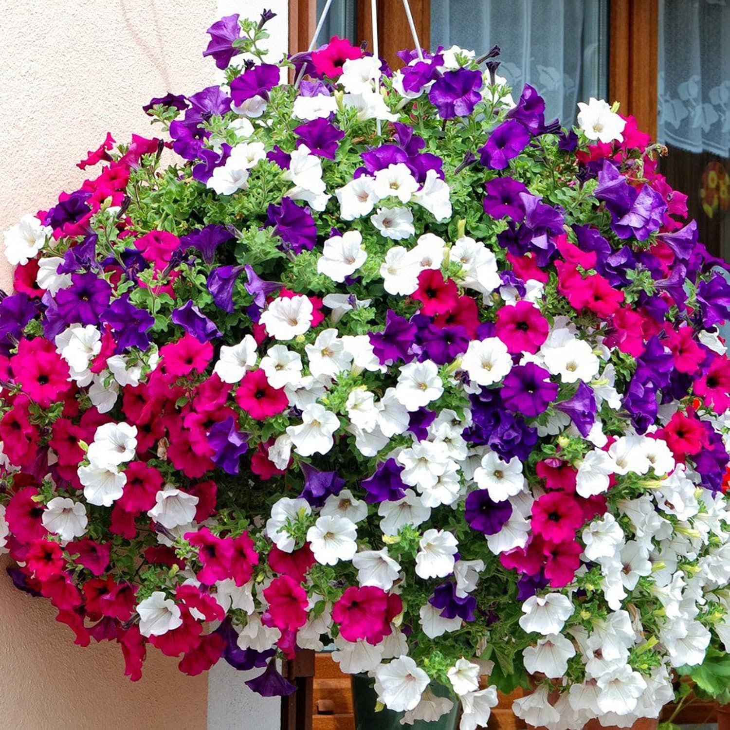 Dwarf Petunia Flower Seeds for Hanging Baskets, Containers & Ground Cover - Attracts Buterflies