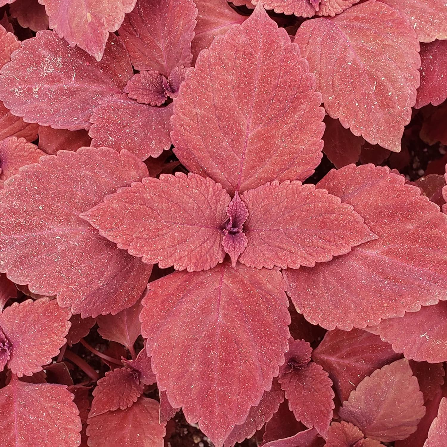 Coleus Redhead Seeds | Low Maintenance Evergreen Herb | Showy Red Foliage for Beds, Borders, and Containers | 100Pcs Outdoor Garden Seeds