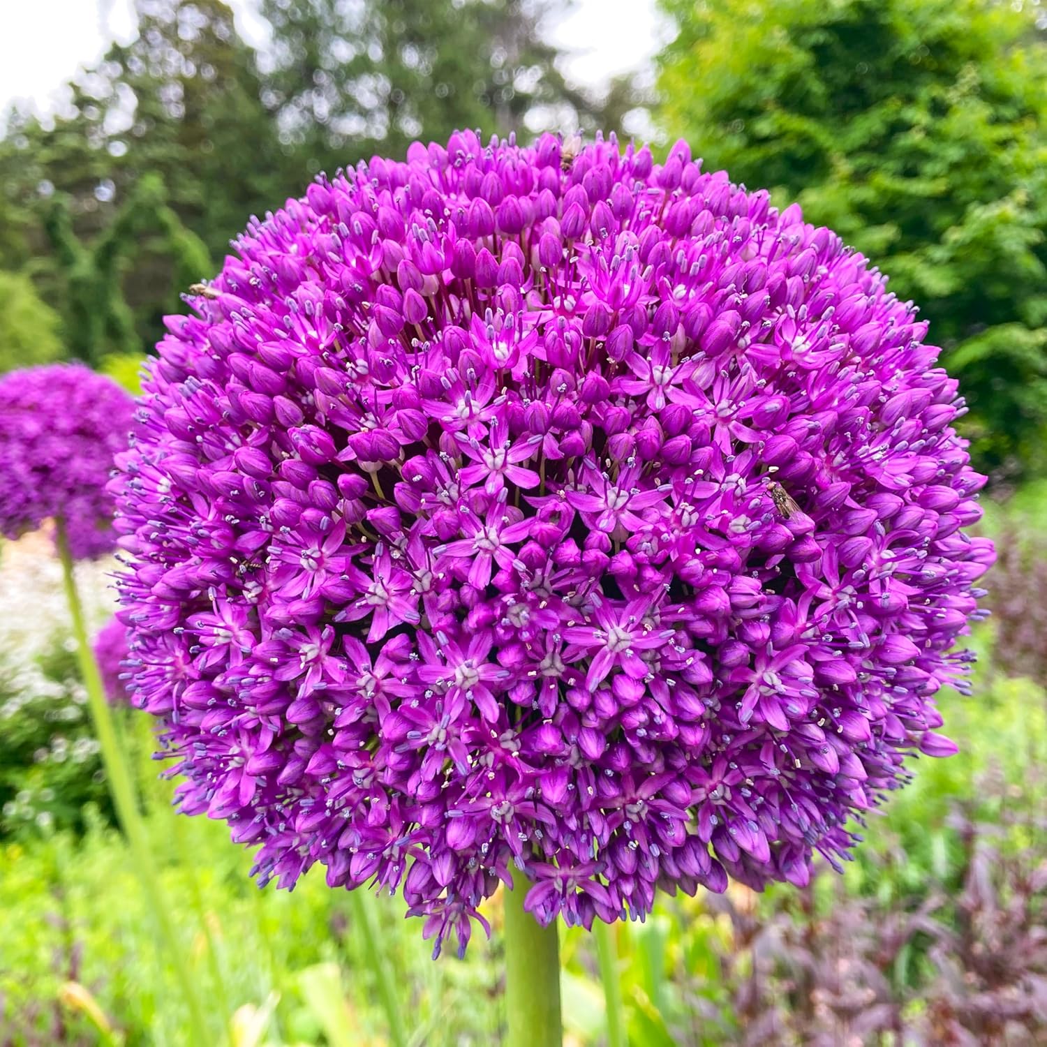 Giant Purple Allium Giganteum Seeds  Organic Ornamental Onion Perennial Flower - Non-GMO Beautiful Garden Plant Seeds