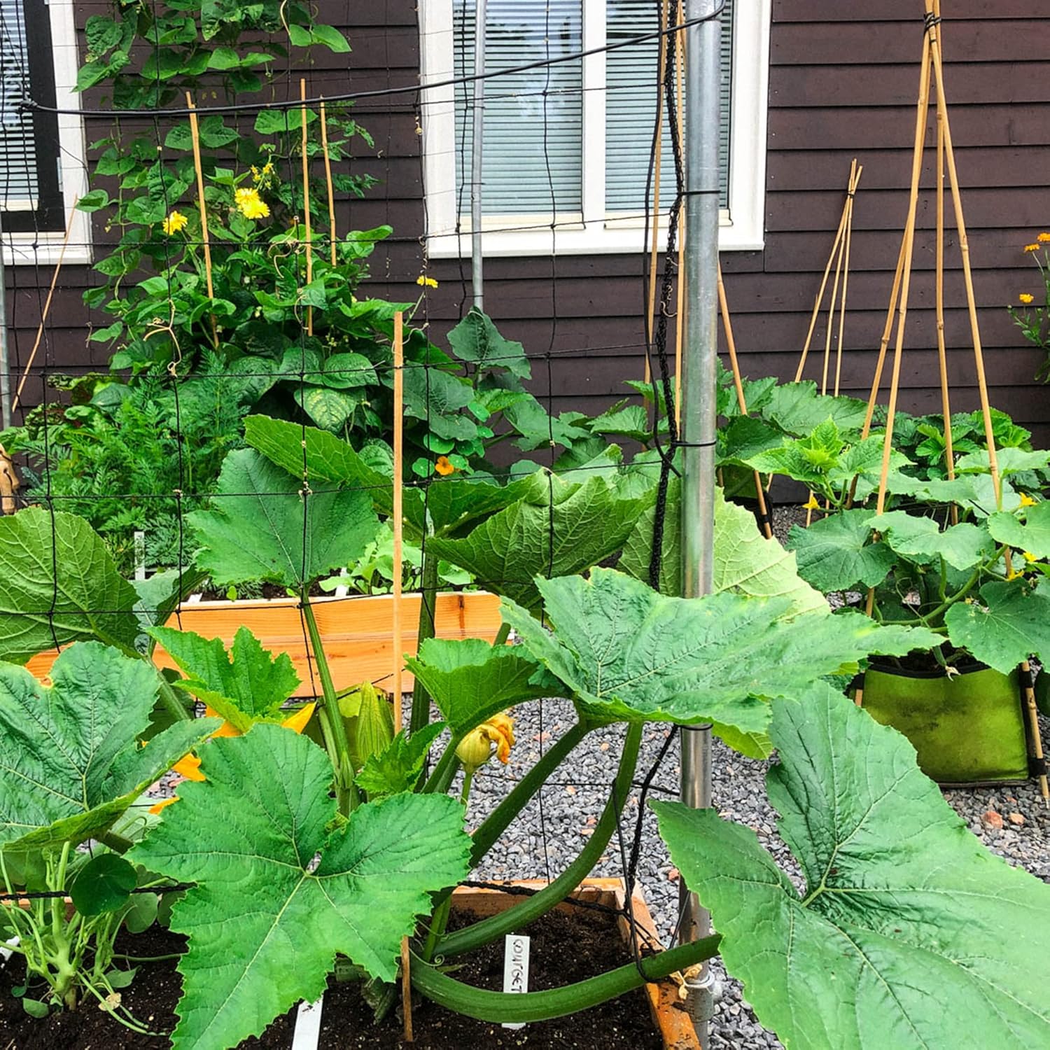 Graines de courgettes grimpantes | Courgette grimpante | Longues et cylindriques | Utilisées dans les soupes, les ragoûts et les plats de pâtes | Jardin extérieur | 15 graines de légumes