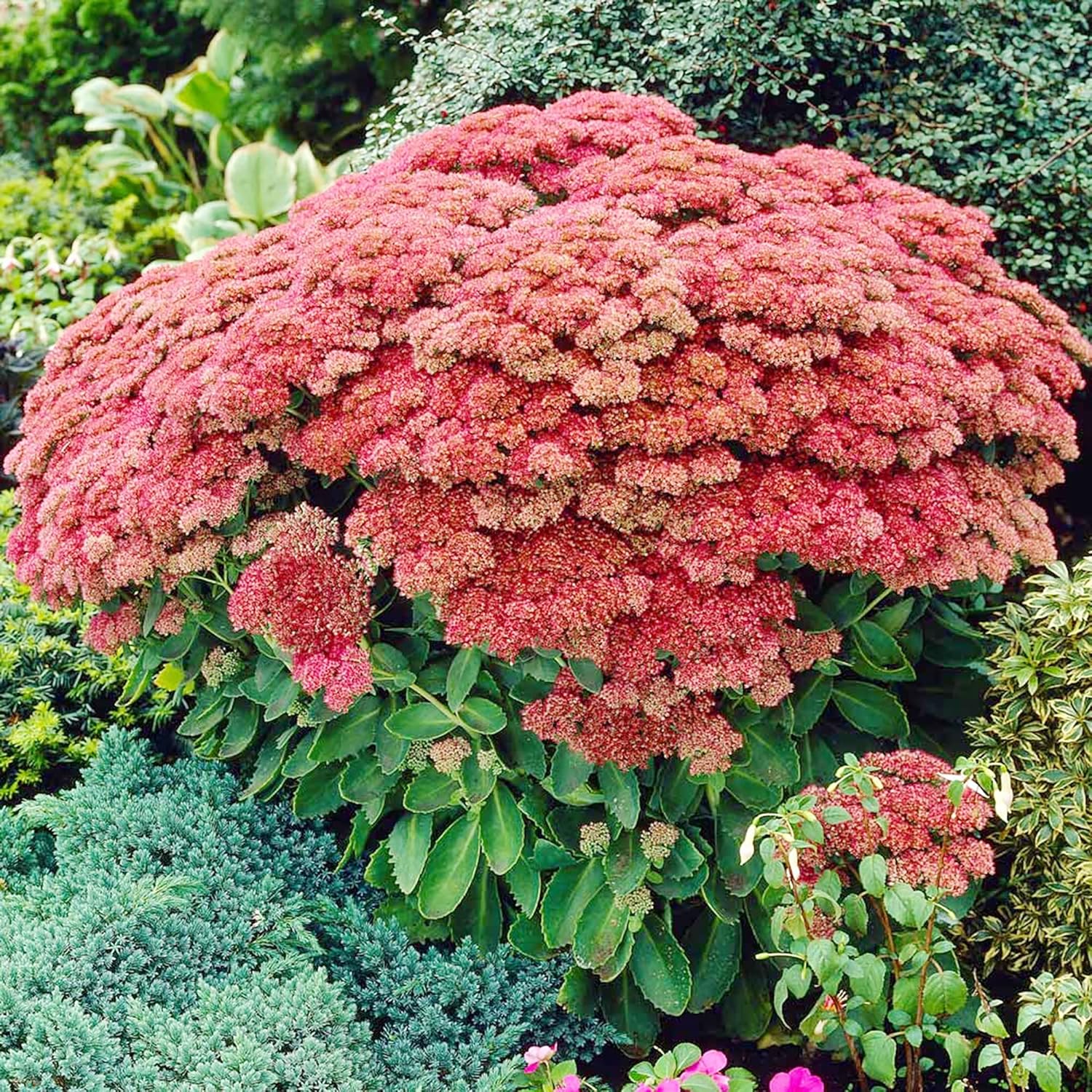 Sedum Seeds Showy Stonecrop Perennial Border Stonecrop Deer And Rabbit Resistant Drought Tolerant Attracts Pollinators