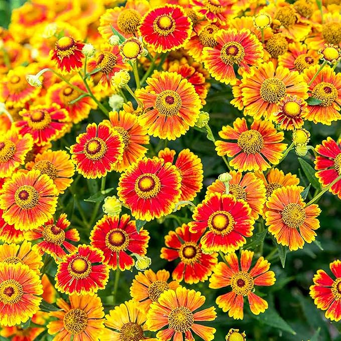 Graines d'Helenium Autumnale - Fleur d'Hélène (Helenium Autumnale), ornementale, attire les papillons et les pollinisateurs