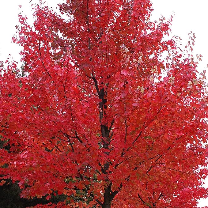 Autumn Blaze Ahornbaumsamen - Freeman-Ahorn, schnell wachsend, trockenheitsresistent, pflegeleicht für Terrasse und Beeteinfassungen - 60 Stück