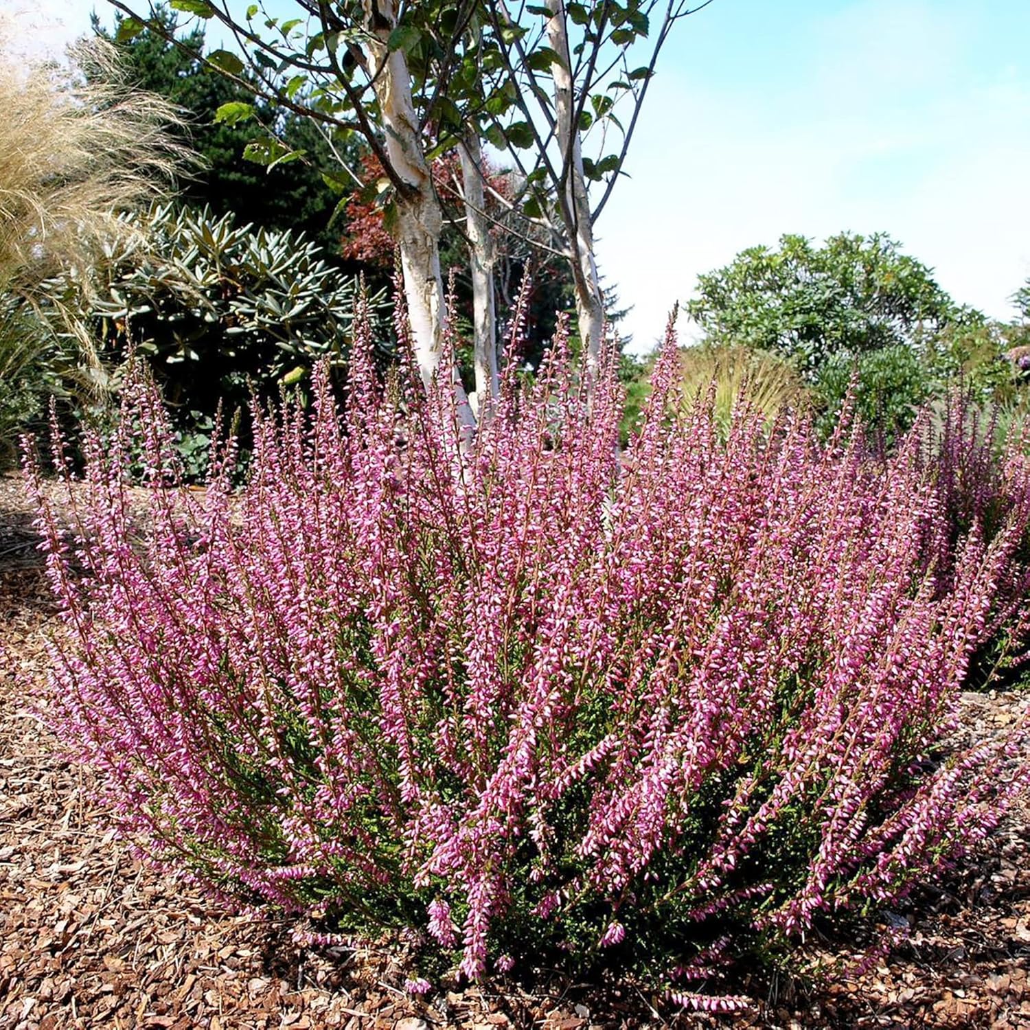 Scotch Heather Seeds for Planting,Calluna Vulgaris Low-Growing Evergreen Shrub for Patios