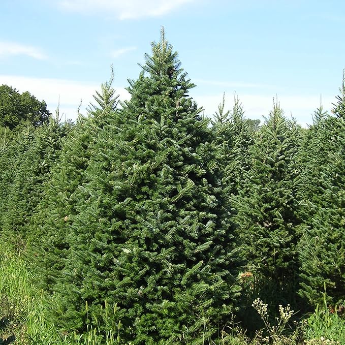 Balsam-Tannensamen - Abies Balsamea, immergrüner Nadelbaum mit aromatischem Laub und attraktiver Form, geringer Pflegeaufwand für Gärten und Parks - 30 Stück