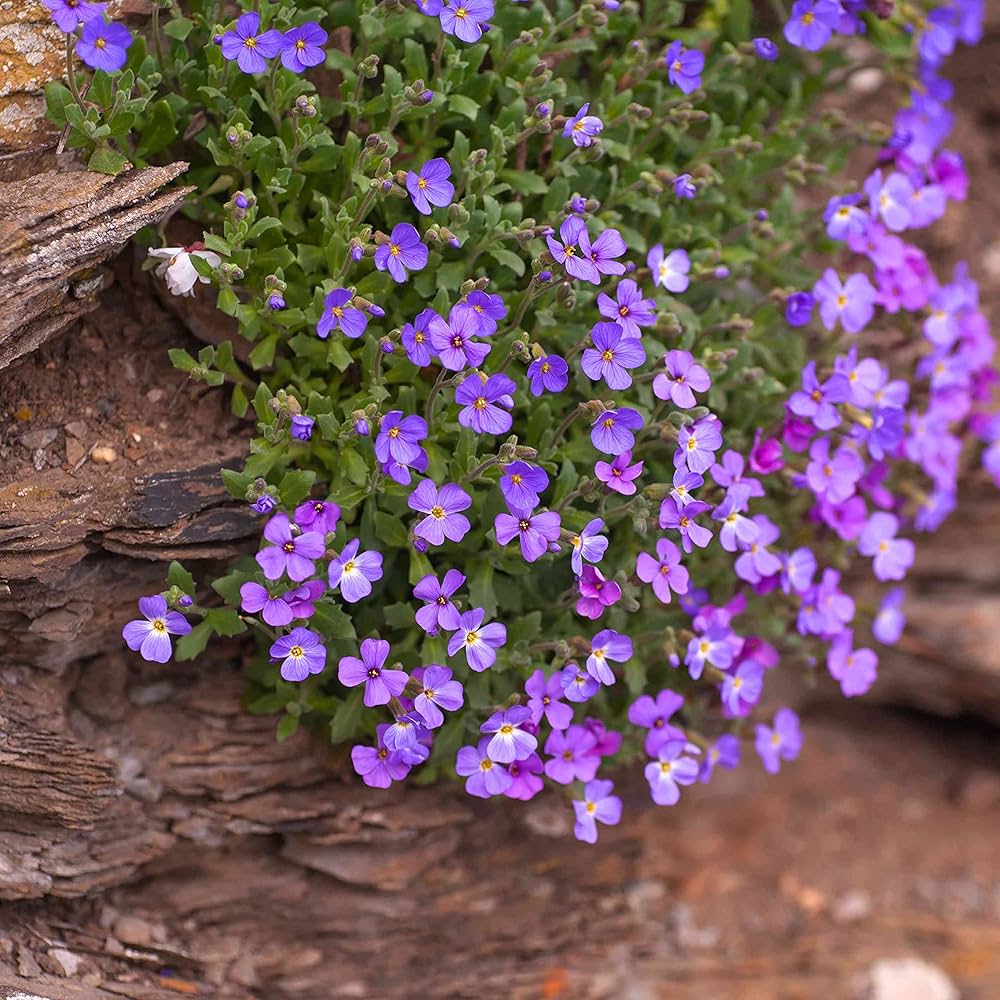 Thym rampant arc-en-ciel Cresson bleu - Fleur couvre-sol vivace pour jardin domestique, 200 pièces (12 couleurs)