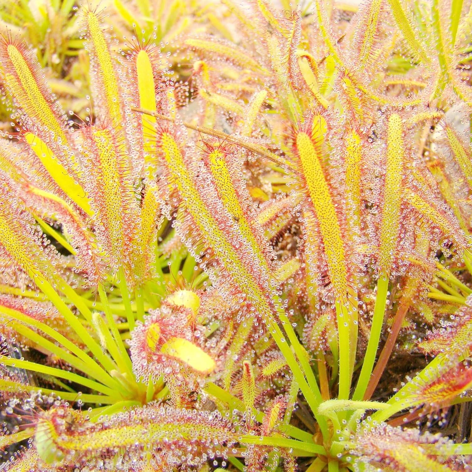 Sonnentausamen Drosera, fleischfressende Pflanzen, einzigartige Methode zum Einfangen von Insekten, dekorative Pflanzen für drinnen und draußen – 30 Stück