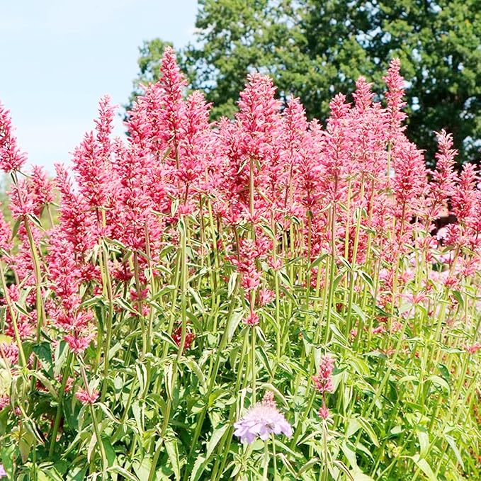 Hummingbird Mint Seeds  Agastache Heather Queen, Fragrant And Deer Resistant, Attracts Hummingbirds, Low Maintenance for Rock Garden And Border