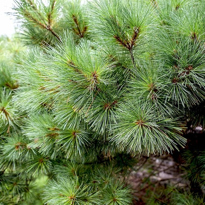 Eastern White Pine Seeds, Pinus Strobus, Fast Growing Evergreen Windbreak, Shade Tree, Ideal for Outdoor Decoration