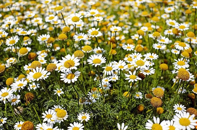 Semillas de Manzanilla – Anthemis Nobilis – Hierba Aromática Calmante para Plantar en el Jardín