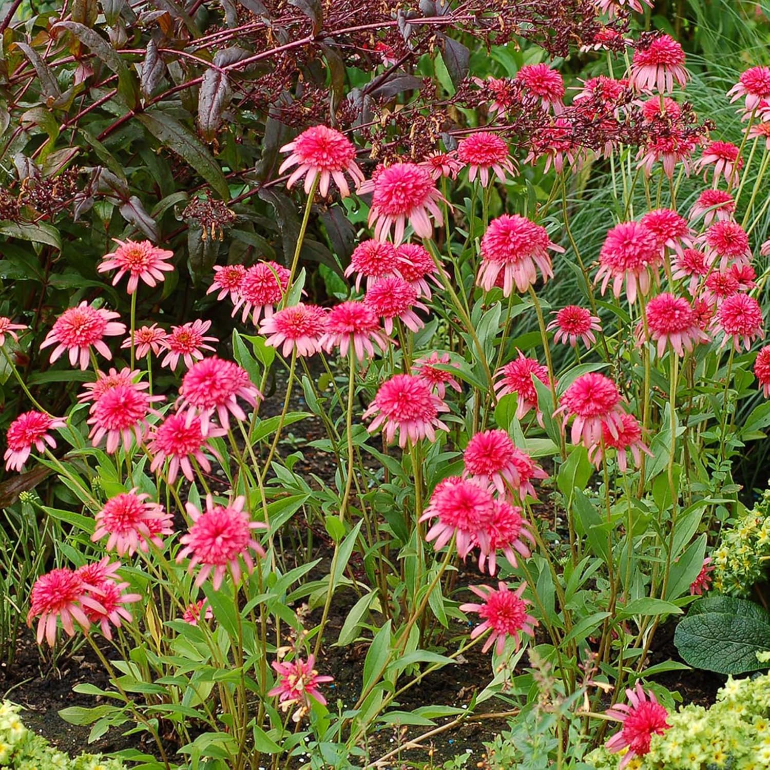 Echinacea 'Secret Passion' Seeds | Perennial Ornamental Flower Seeds | Fragrant Blooms to Attract Butterflies & Bees | Ideal for Garden Beds & Borders | Outdoor Planting | 5 Pcs