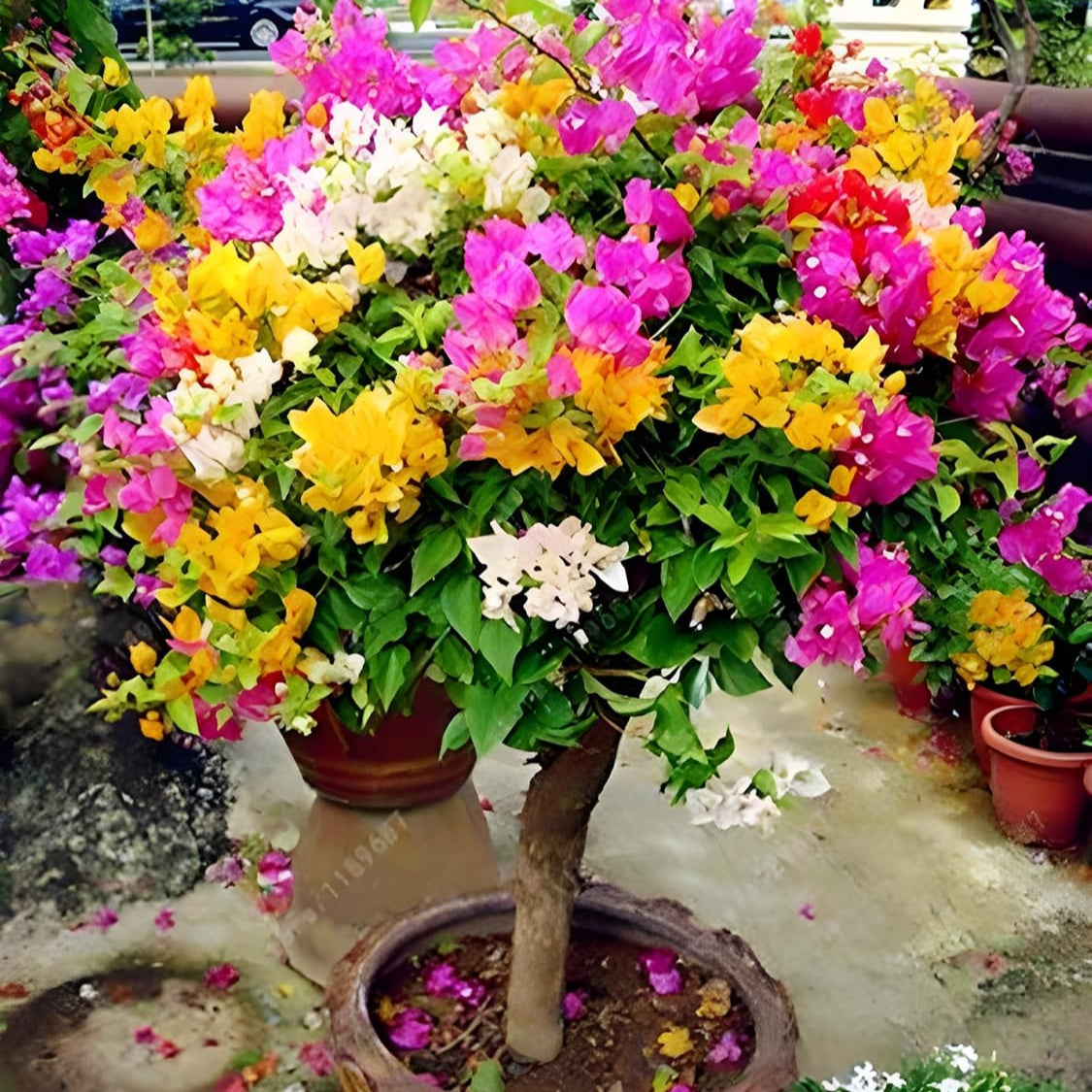 Mixed Colors Bougainvillea Seeds, Vibrant Climbing Blooms for Stunning Garden Displays