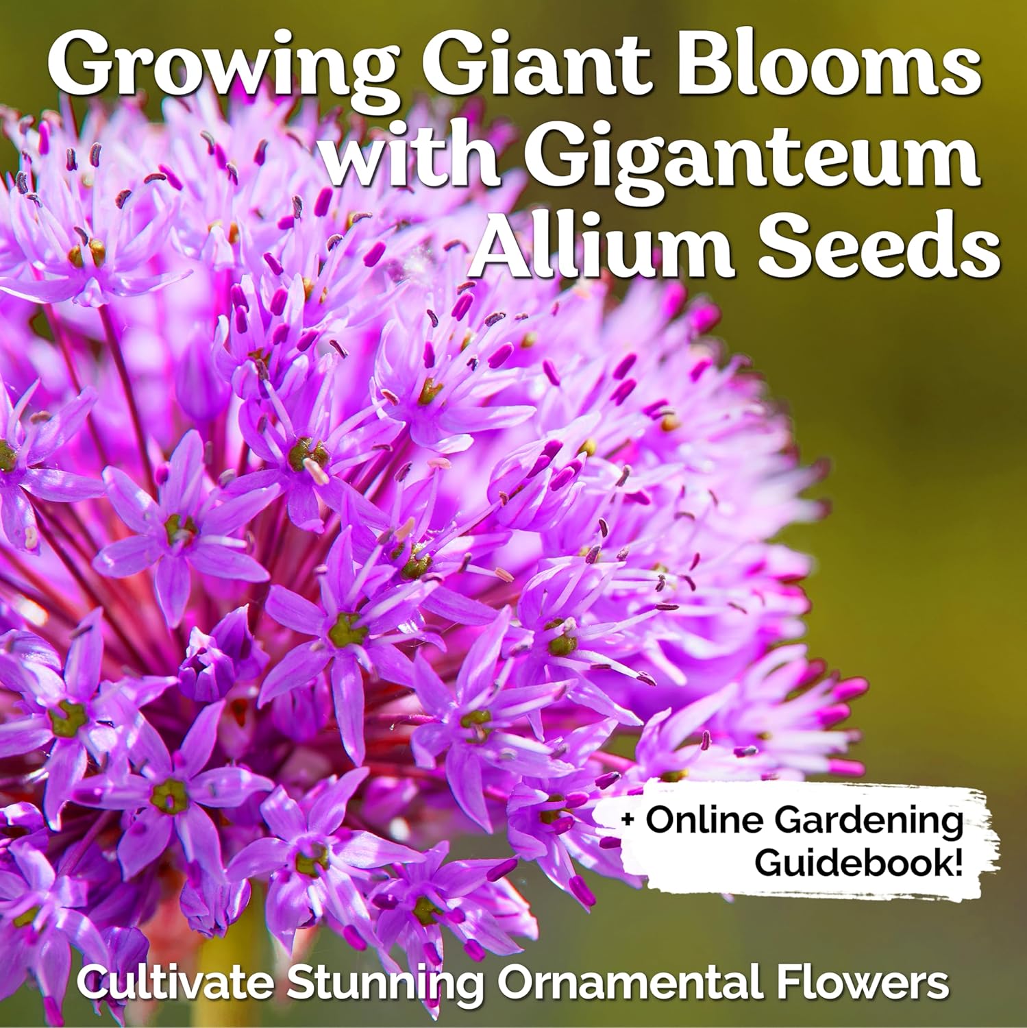 Giant Purple Allium Giganteum Seeds - Organic Ornamental Onion Perennial Flower, Non-GMO for Garden