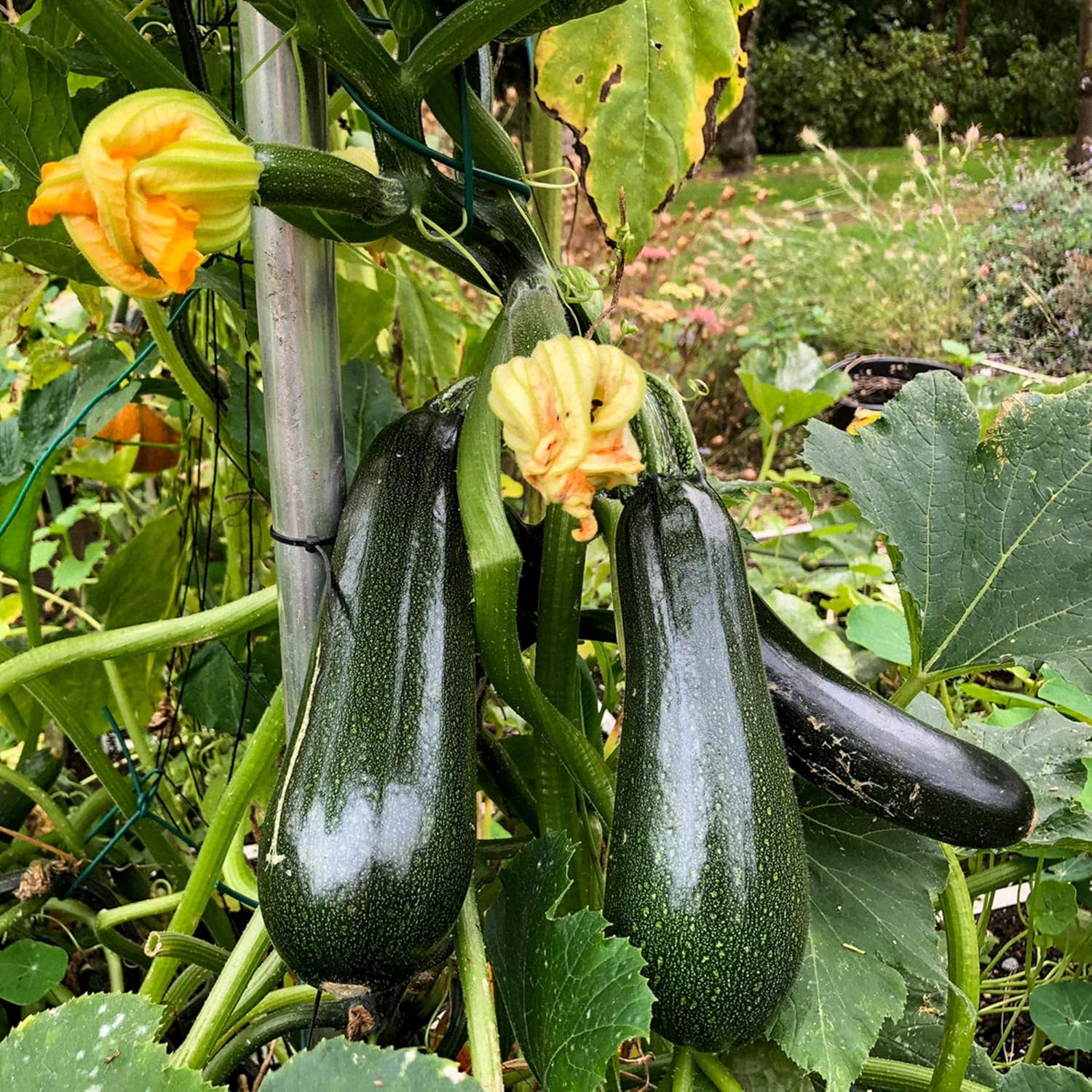 Graines de courgettes grimpantes | Courgette grimpante | Longues et cylindriques | Utilisées dans les soupes, les ragoûts et les plats de pâtes | Jardin extérieur | 15 graines de légumes