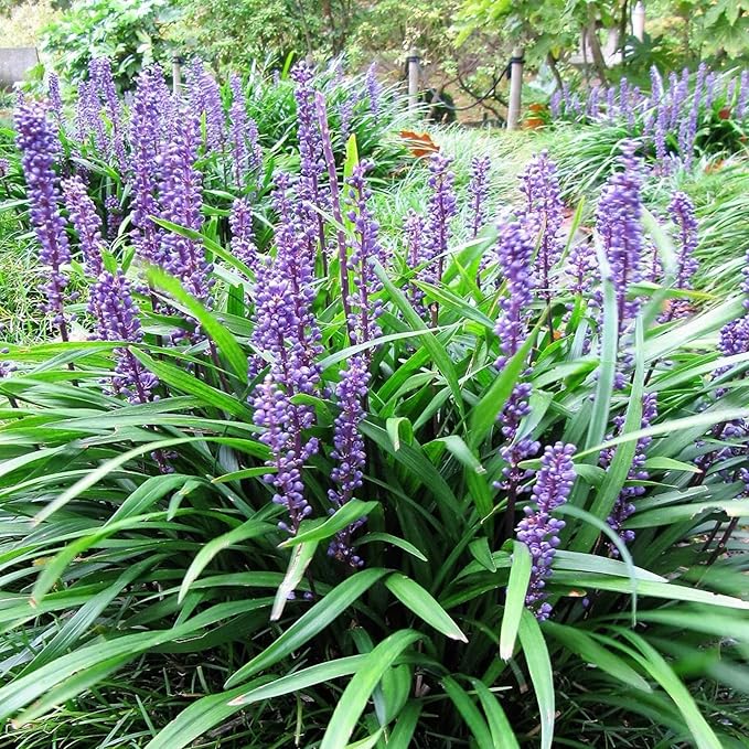 Graines d'herbe de singe – Liriope, plante vivace couvre-sol ou plante de bordure nécessitant peu d'entretien pour l'aménagement paysager