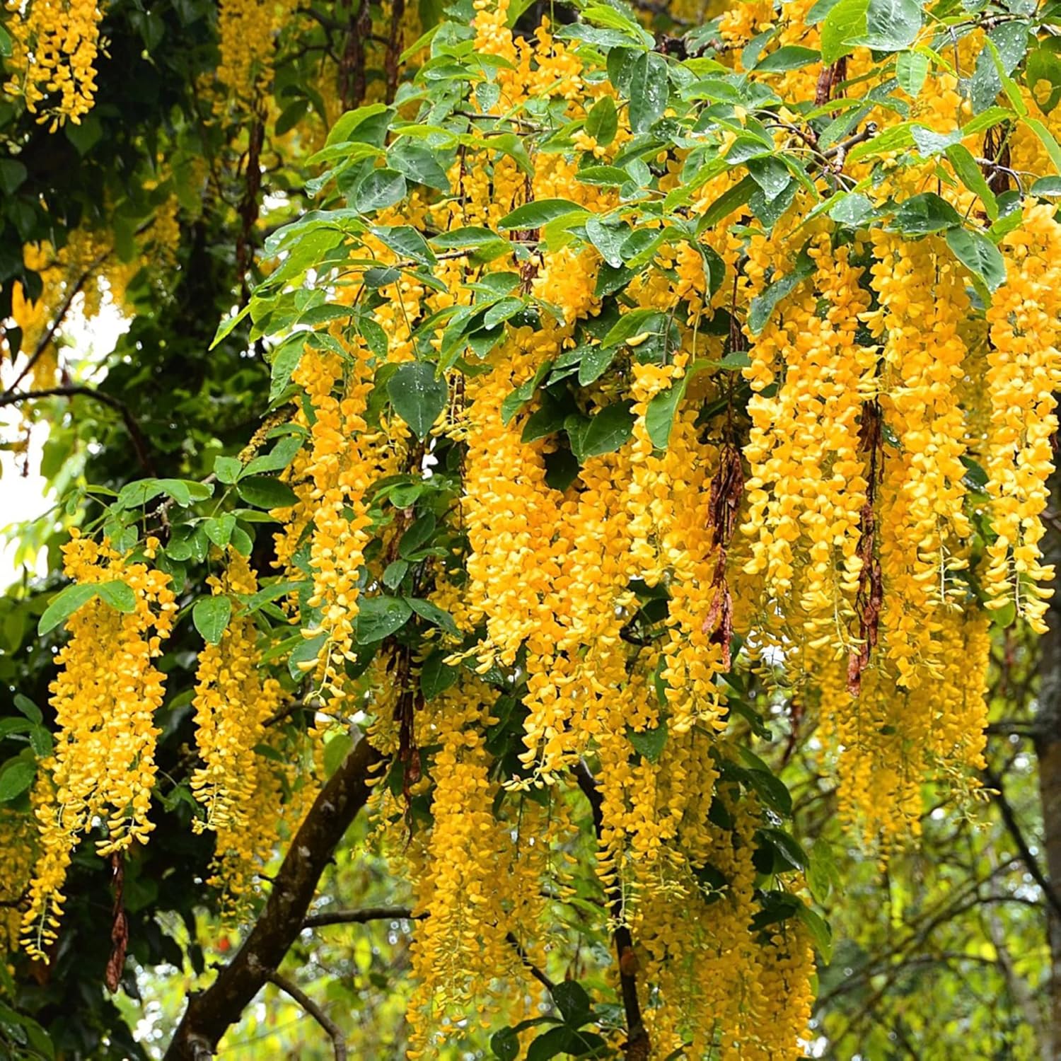 Yellow Wisteria Seeds  Wisteria Sinensis  Climbing Woody Vine  Fragrant Blooms  Ornamental Plant for Gardens and Landscapes  Outdoor