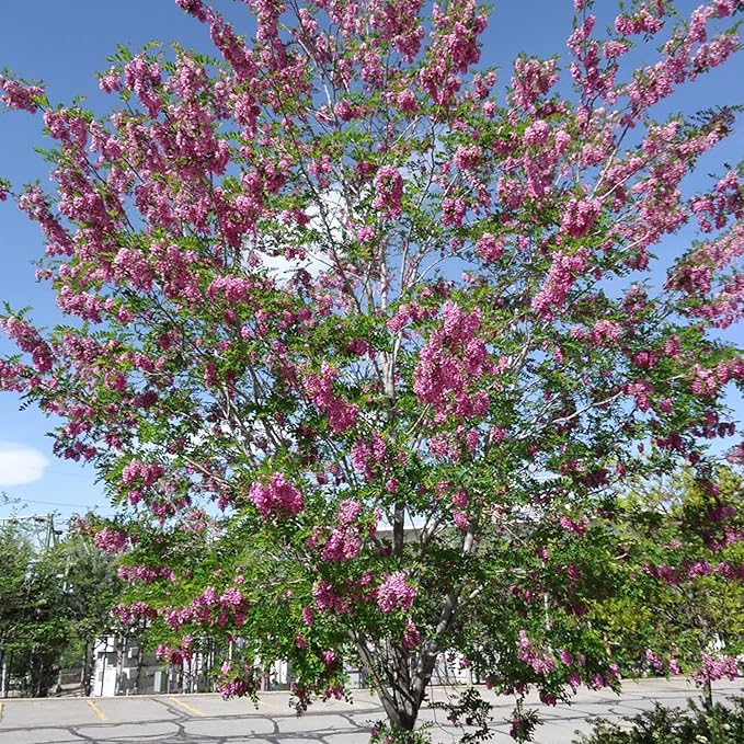 Purple Black Locust Seeds - Deciduous Ornamental Tree with Fragrant Flowers, Drought Tolerant, Attracts Pollinators
