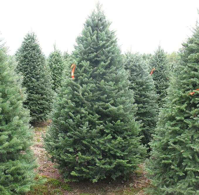 Balsam-Tannensamen - Abies Balsamea, immergrüner Nadelbaum mit aromatischem Laub und attraktiver Form, geringer Pflegeaufwand für Gärten und Parks - 30 Stück