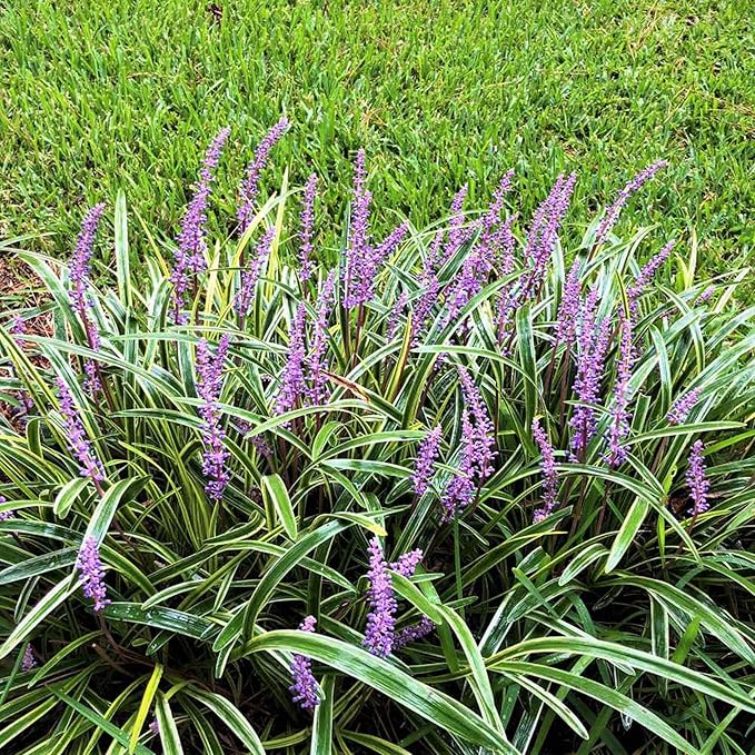 Graines d'herbe de singe – Liriope, plante vivace couvre-sol ou plante de bordure nécessitant peu d'entretien pour l'aménagement paysager