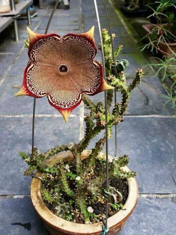 Edithcolea Grandis Seeds â€“ Persian Carpet Flower for Unique Planting - Flower Seeds