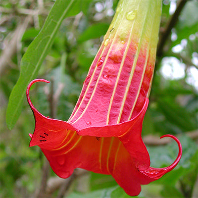 Rote Engelstrompeten-Blumensamen, Brugmansia Sanguinea für den Gartenbau – 100 Stück