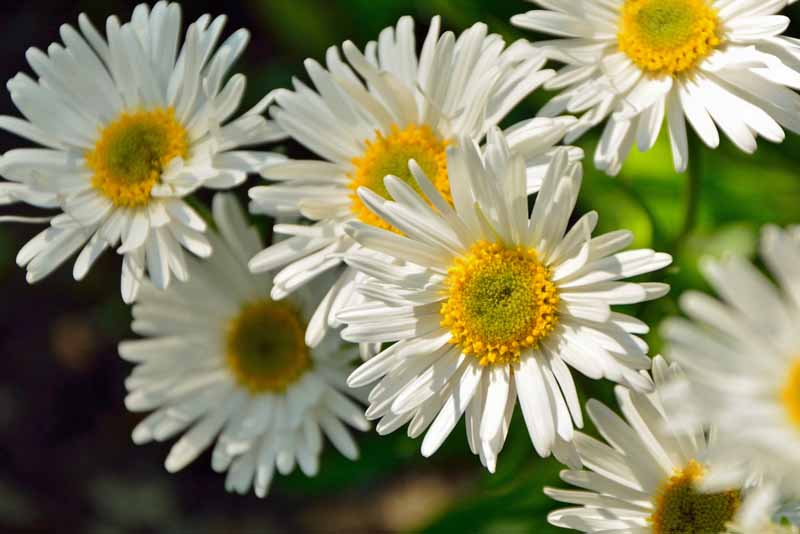 Yellow & White Aster Flower Seeds , Bright Bi-Color Blooms, Non-GMO