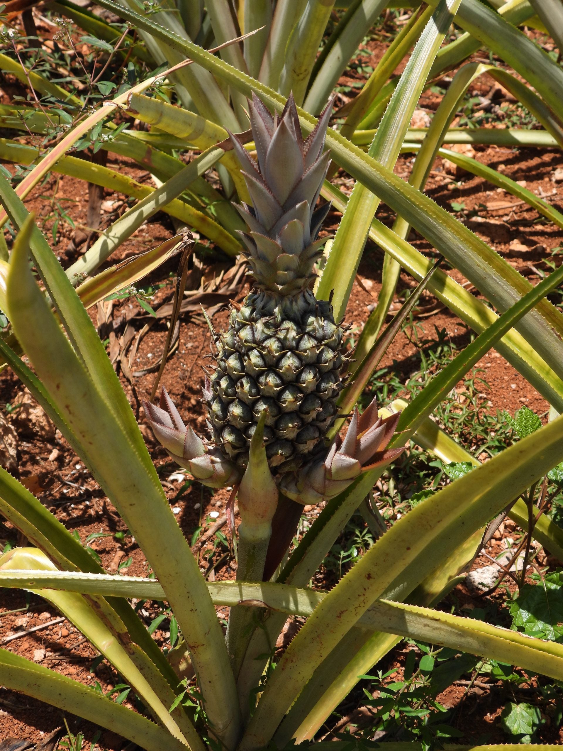 Abacaxi Pineapple Seeds for Planting – Grow Sweet & Juicy Sugarloaf Pineapples
