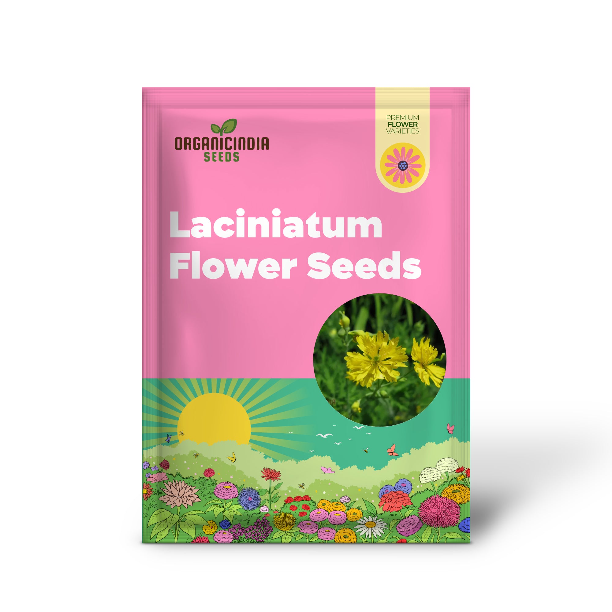 Apollo Chelidonium Majus 'Laciniatum' Flower Seeds for Planting, Premium Variety for Garden